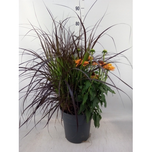 Vaste pltn   ...mix 3  [Perennials]