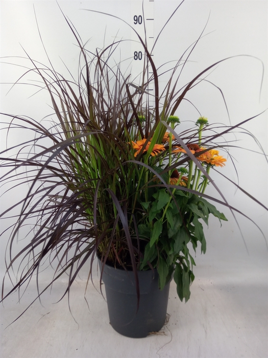 <h4>Vaste pltn   ...mix 3  [Perennials]</h4>
