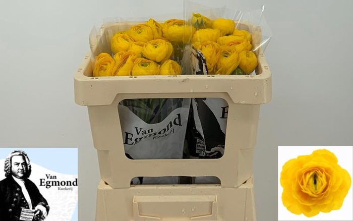 <h4>Ran Aazur Yellow Egmond</h4>