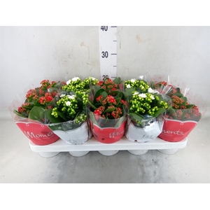 Kalanchoe blos.   ..rosebud mix  2