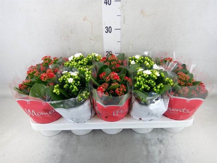 <h4>Kalanchoe blos.   ..rosebud mix  2</h4>