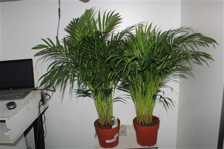 Dypsis Lutescens 20pp
