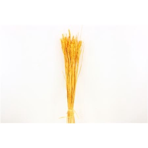 Dried Triticum Bleached Apricot Bunch