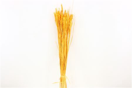 Dried Triticum Bleached Apricot Bunch