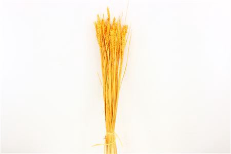 <h4>Dried Triticum Bleached Apricot Bunch</h4>