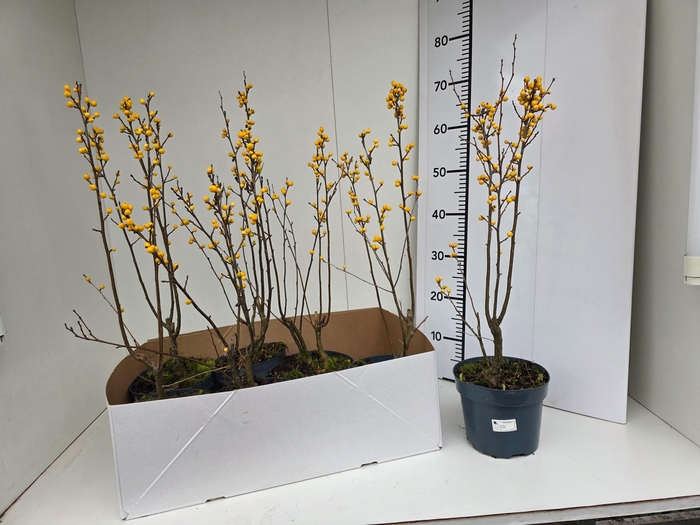 <h4>ILEX VERTICILLATA</h4>