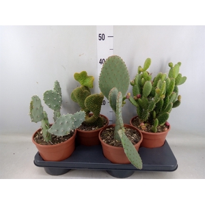 Opuntia