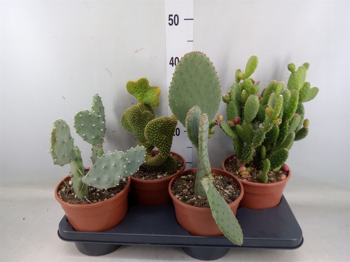 <h4>Opuntia</h4>