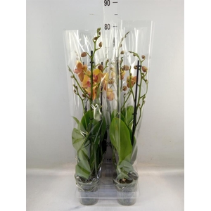 Phalaenopsis  'Buddha'