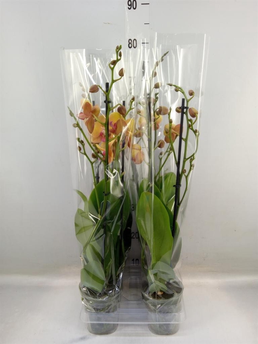 <h4>Phalaenopsis  'Buddha'</h4>