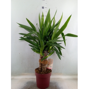 Yucca elephantipes   ...