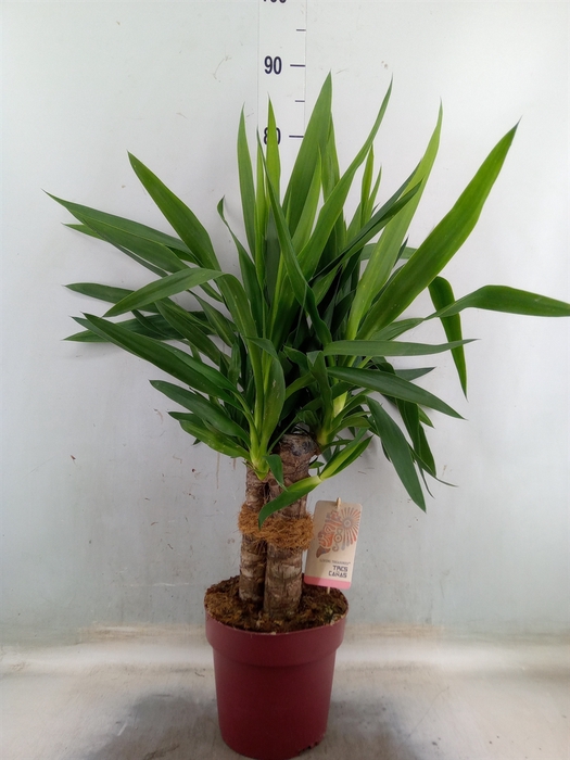 <h4>Yucca elephantipes   ...</h4>