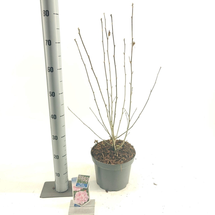 <h4>Hibiscus syriacus</h4>