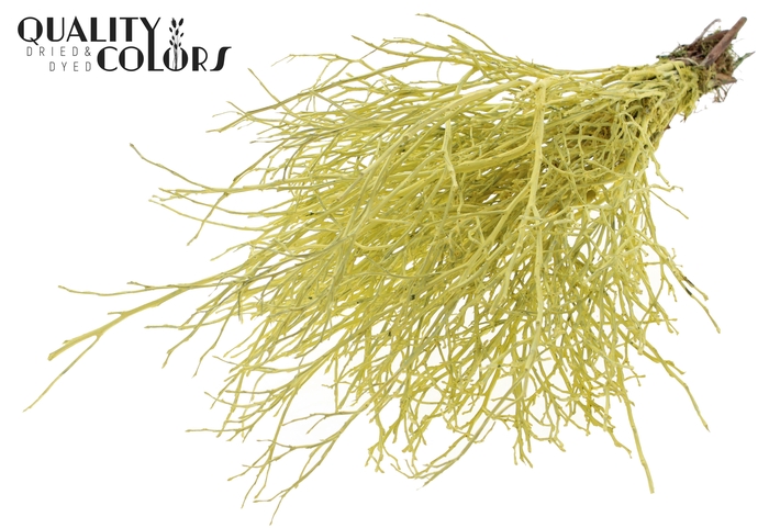 Huckelberry per bunch Creme