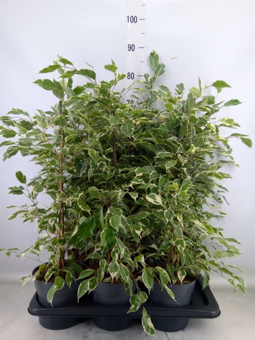 <h4>Ficus benja. 'Twilight'</h4>