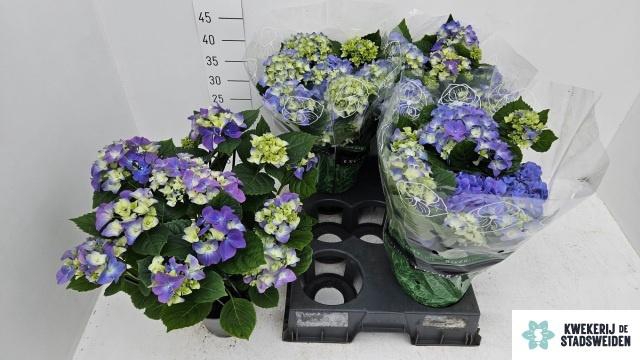 <h4>HYDR M EARLY BLUE</h4>