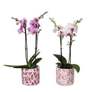 Phal. Multiflora 2-tak mix in keramiek BGC026 Julia keramiek