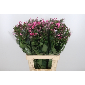 Phlox Windsor