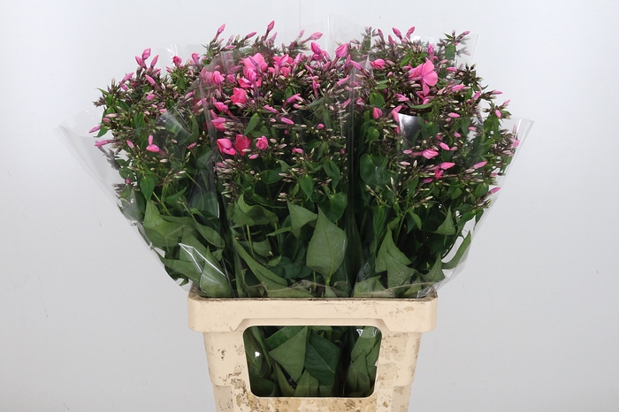 <h4>Phlox Windsor</h4>