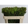 Leucadendron Goldstrike