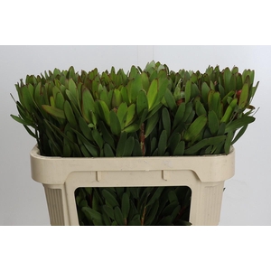 Leucadendron Goldstrike