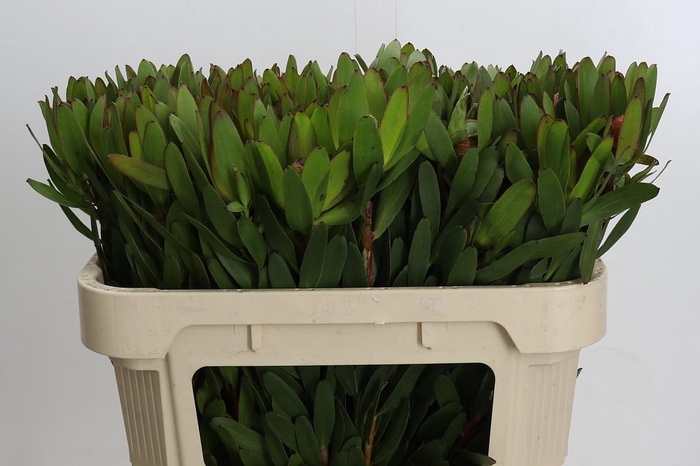 Leucadendron Goldstrike