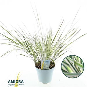 Calamagrostis accutiflora 'Overdam'
