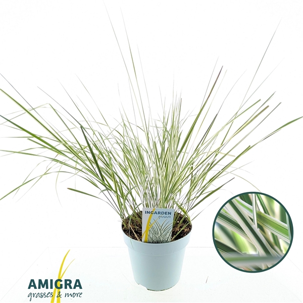 <h4>Calamagrostis accutiflora 'Overdam'</h4>