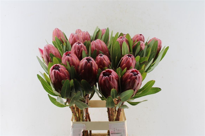 <h4>Protea Lancelot C</h4>