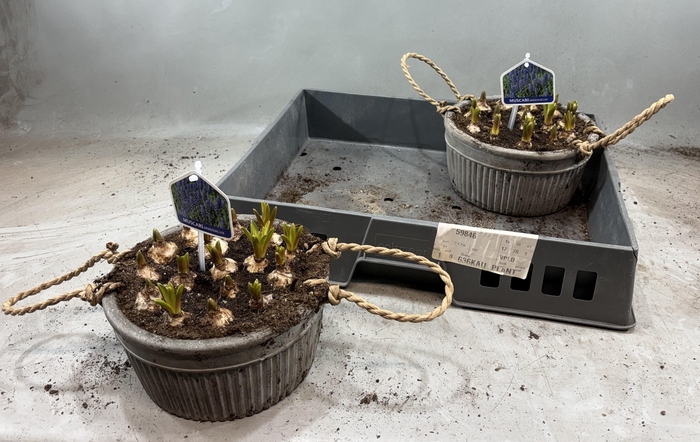 <h4>ARR MUSCARI</h4>