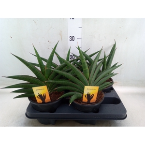 Sansevieria   ...