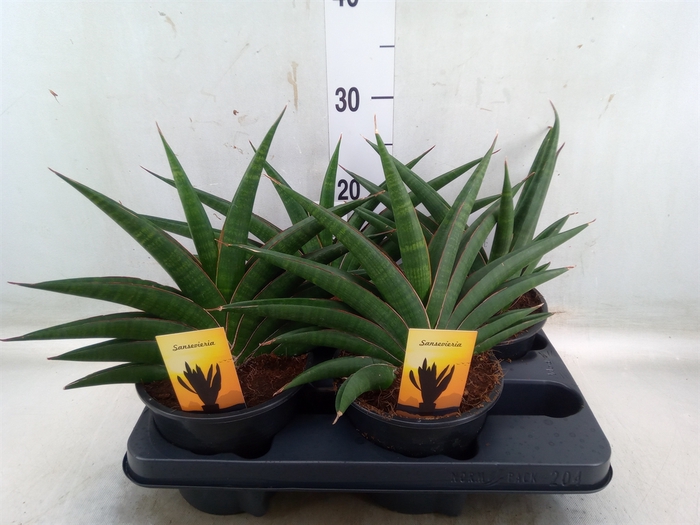 <h4>Sansevieria   ...</h4>