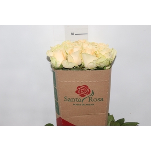 ROSA PEACH AVALANCHE 060 CM ESTUFA