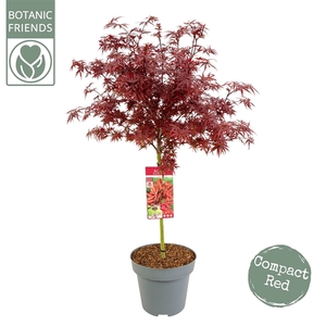 Acer palm. 'Shaina'