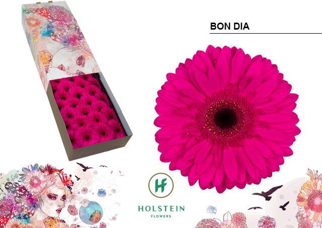 <h4>Gerbera bon dia</h4>