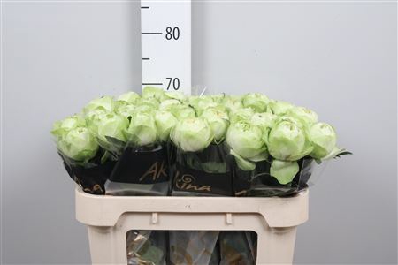 <h4>R Gr White Kahala-bb</h4>