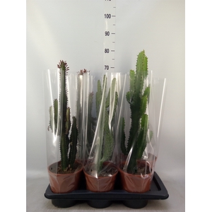 Cactus   ...mix  3