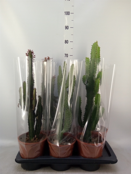 <h4>Cactus   ...mix  3</h4>
