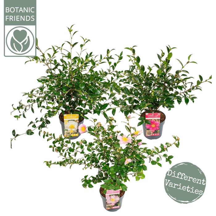 <h4>Camellia sasanqua</h4>