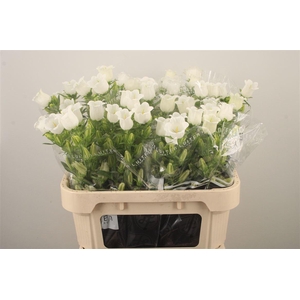 Campanula Med Champ White