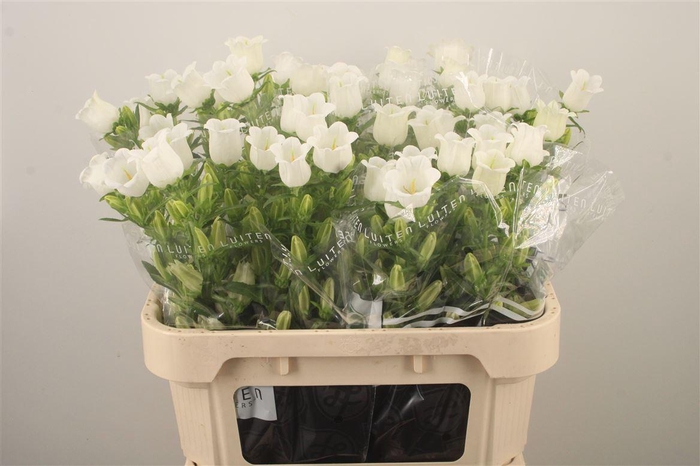 <h4>Campanula Med Champ White</h4>