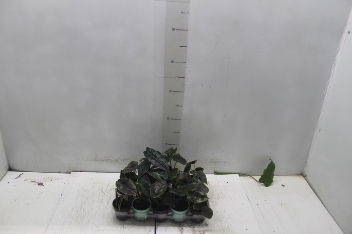 <h4>ALOCASIA P06</h4>