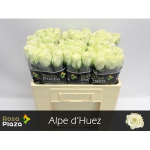 Rosa large alpe d'huez