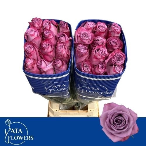 <h4>R GR MOODY BLUES!</h4>