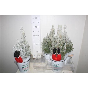 Picea Gl Perfecta Snow + Deco
