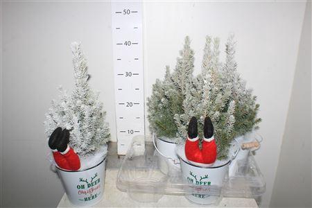 <h4>Picea Gl Perfecta Snow + Deco</h4>