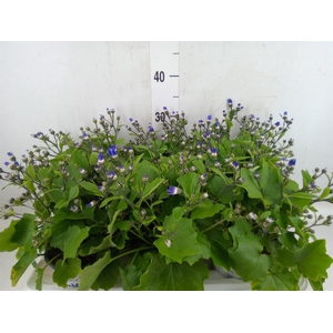 Pericallis cr. 'Senetti Violet Bic'