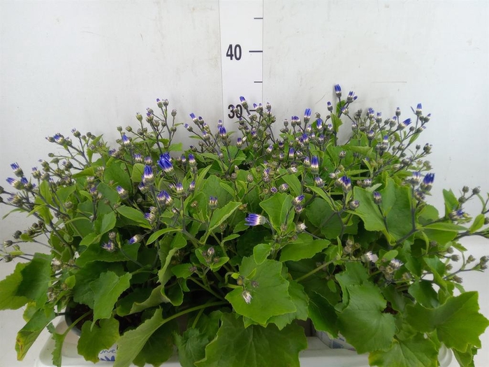 <h4>Pericallis cr. 'Senetti Violet Bic'</h4>