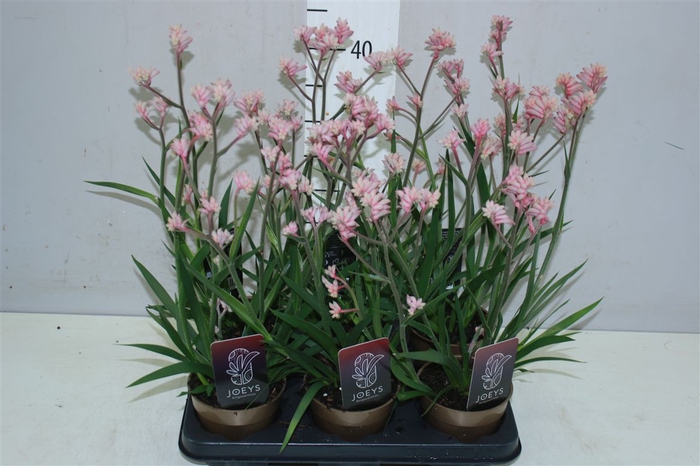 <h4>Anigozanthos Roze</h4>