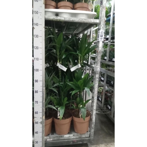 Dracaena frag. 'Janet Craig'